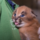 Illustration for article titled So Many Kittens at the Oregon Zoo!